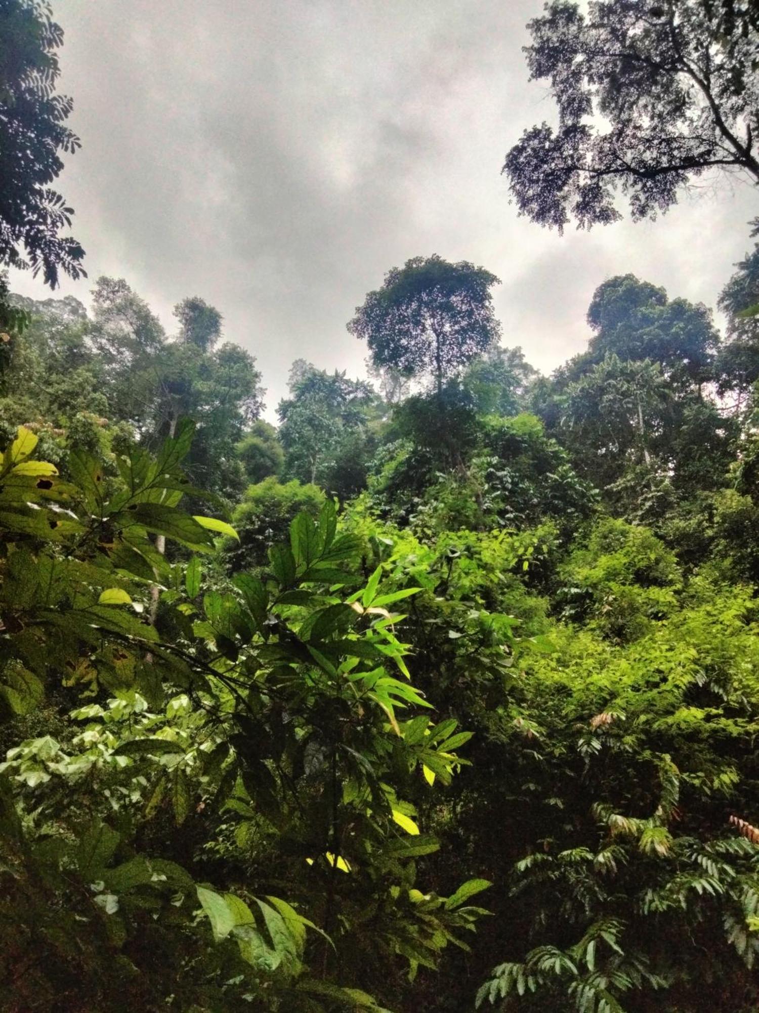 Wisma Batu Mandi Bukit Lawang Kültér fotó
