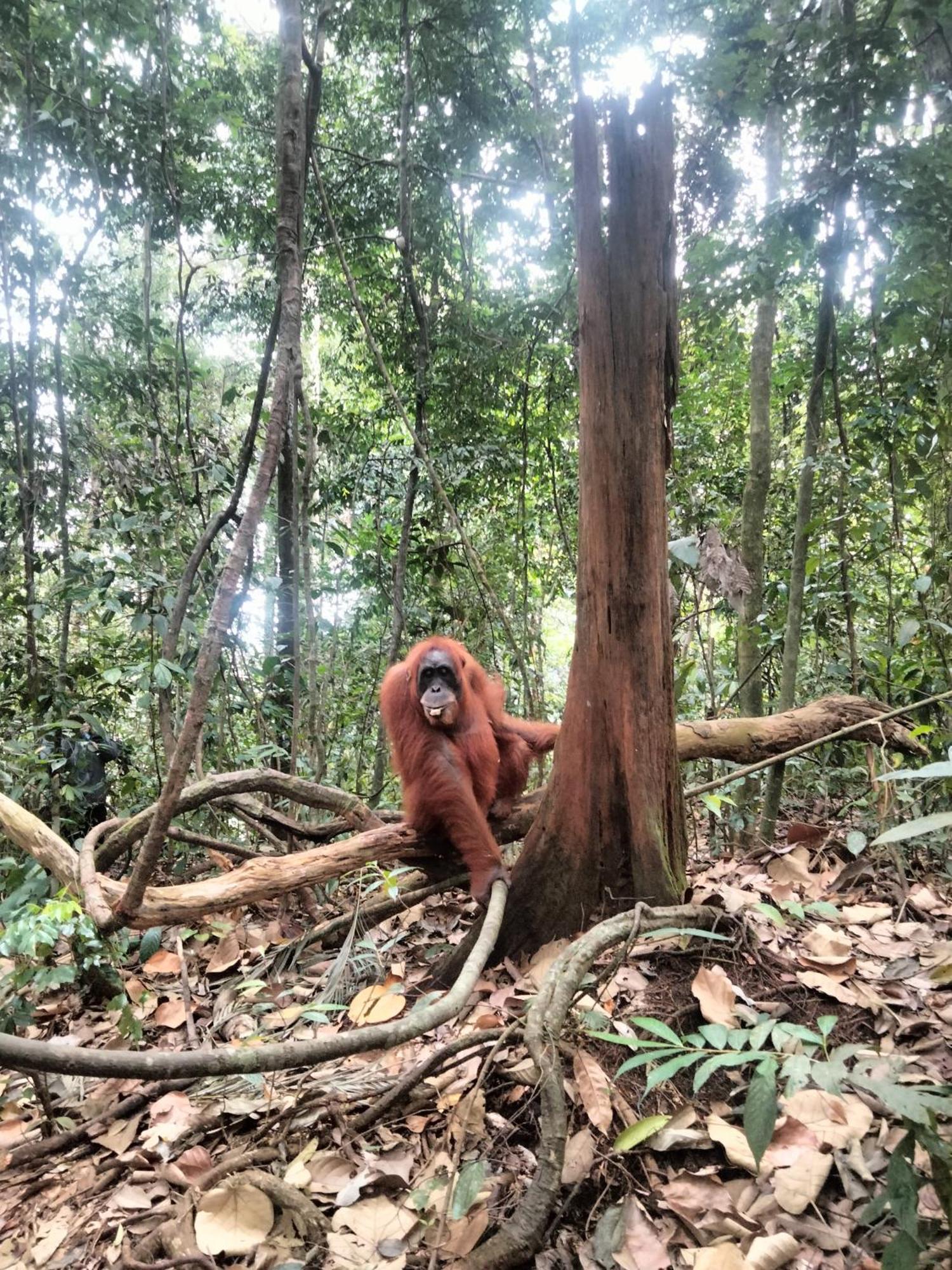Wisma Batu Mandi Bukit Lawang Kültér fotó