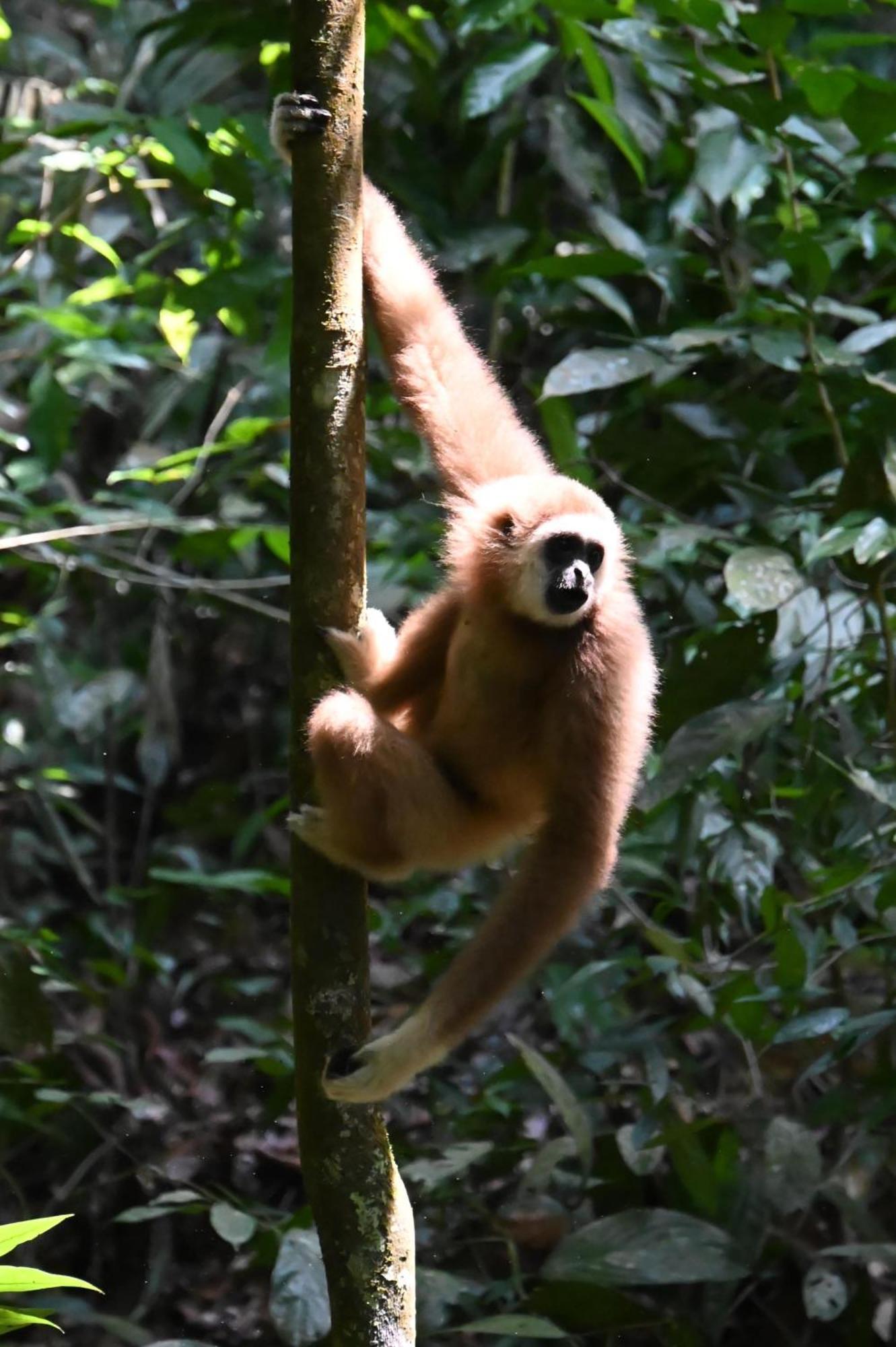 Wisma Batu Mandi Bukit Lawang Kültér fotó