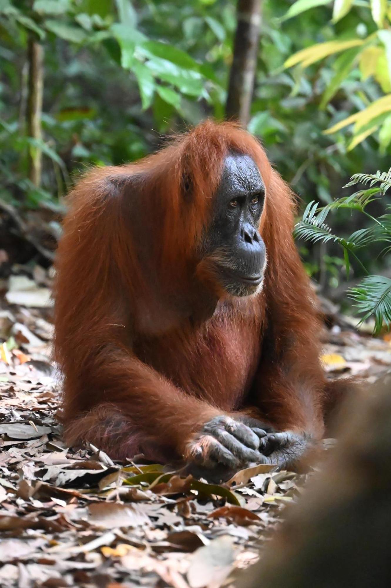 Wisma Batu Mandi Bukit Lawang Kültér fotó