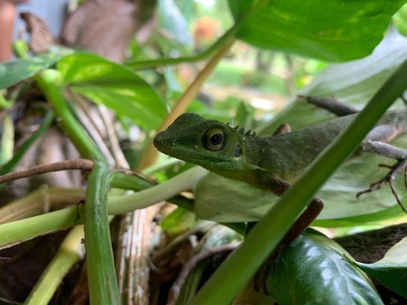 Wisma Batu Mandi Bukit Lawang Kültér fotó