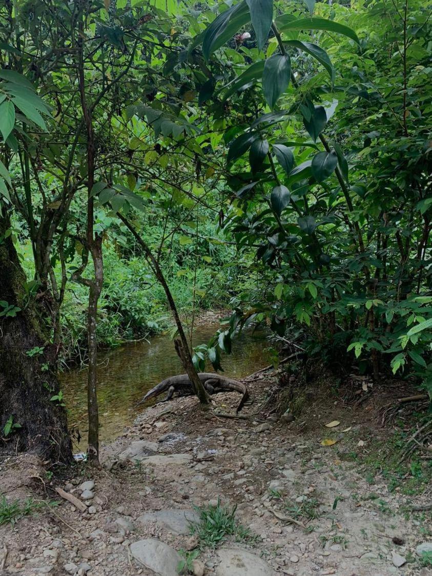 Wisma Batu Mandi Bukit Lawang Kültér fotó