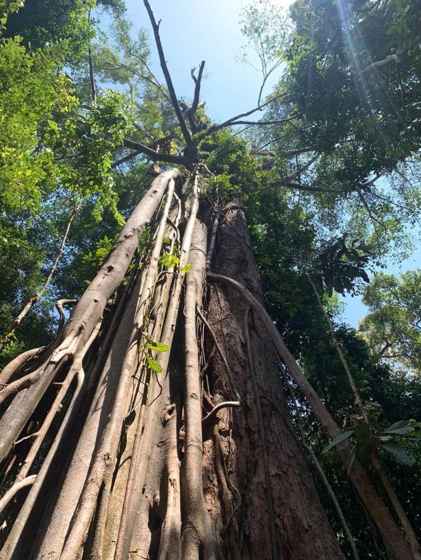 Wisma Batu Mandi Bukit Lawang Kültér fotó