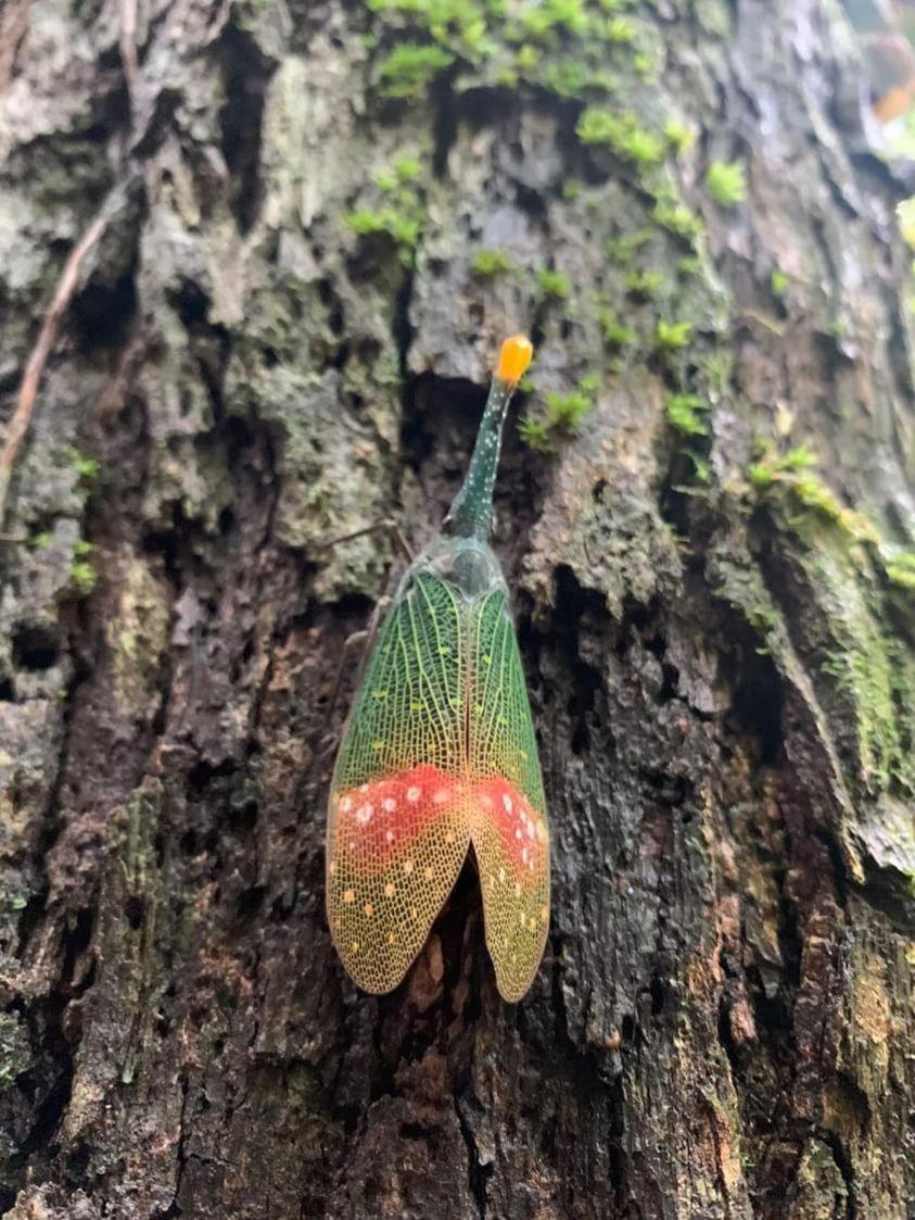 Wisma Batu Mandi Bukit Lawang Kültér fotó